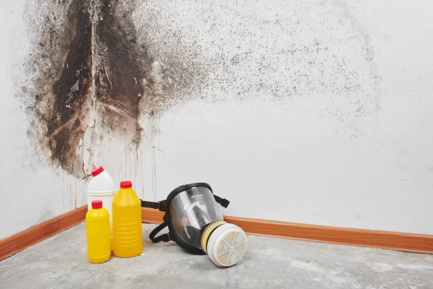 Best Post-Flood Mold Remediation in Charlack, MO
